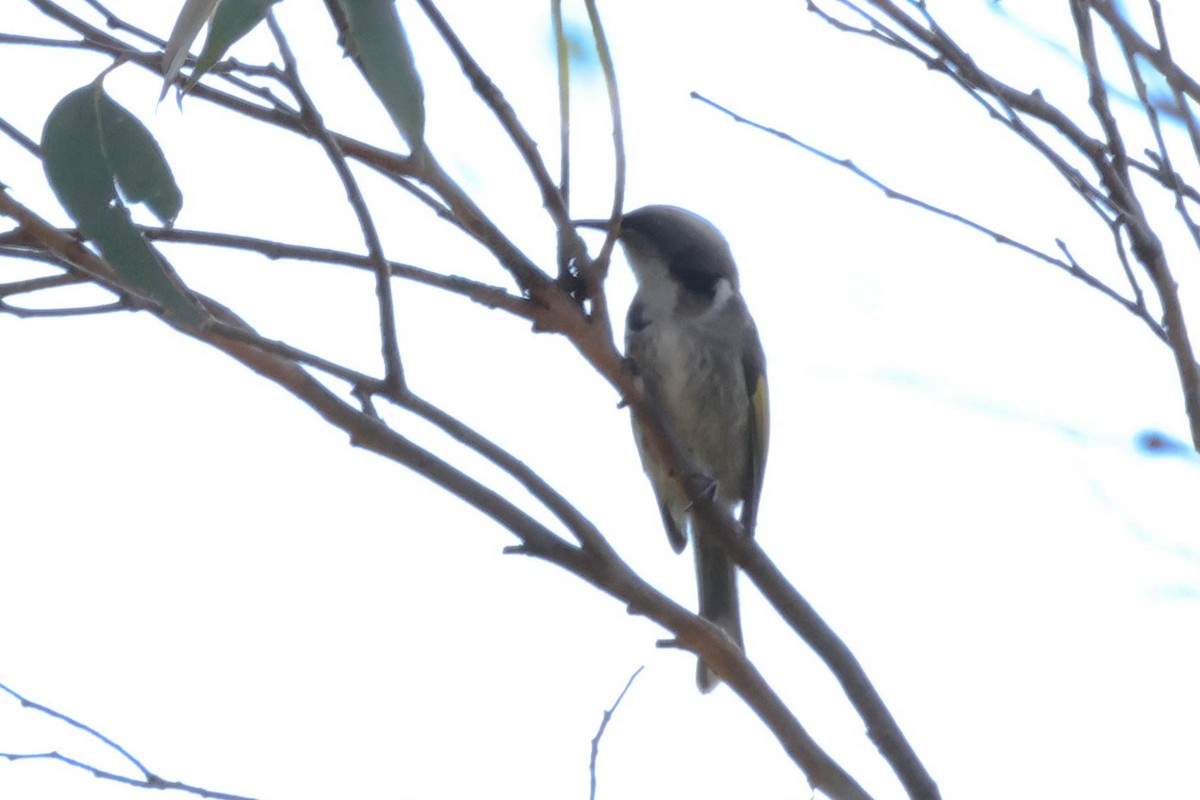 Crescent Honeyeater - ML624706489