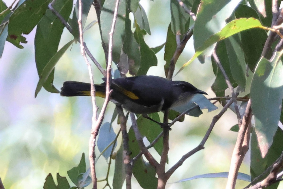 Crescent Honeyeater - ML624706490
