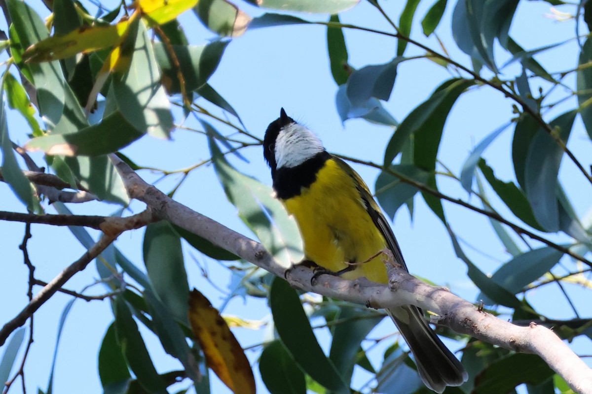 Golden Whistler (Eastern) - ML624706501
