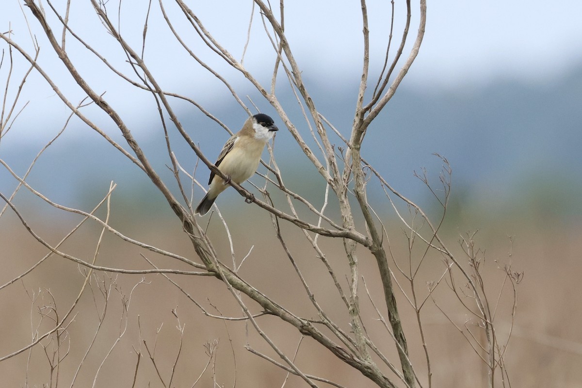 Pearly-bellied Seedeater - ML624706753