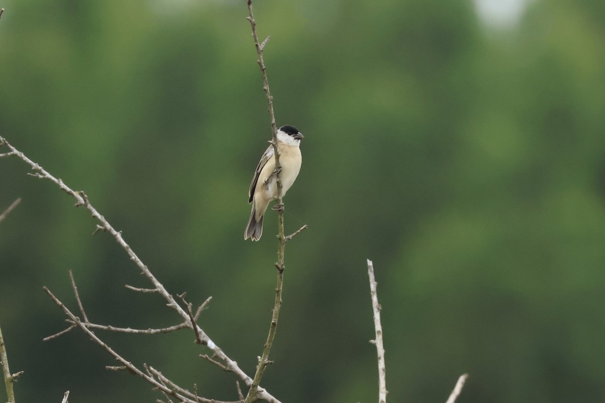 Pearly-bellied Seedeater - ML624706756