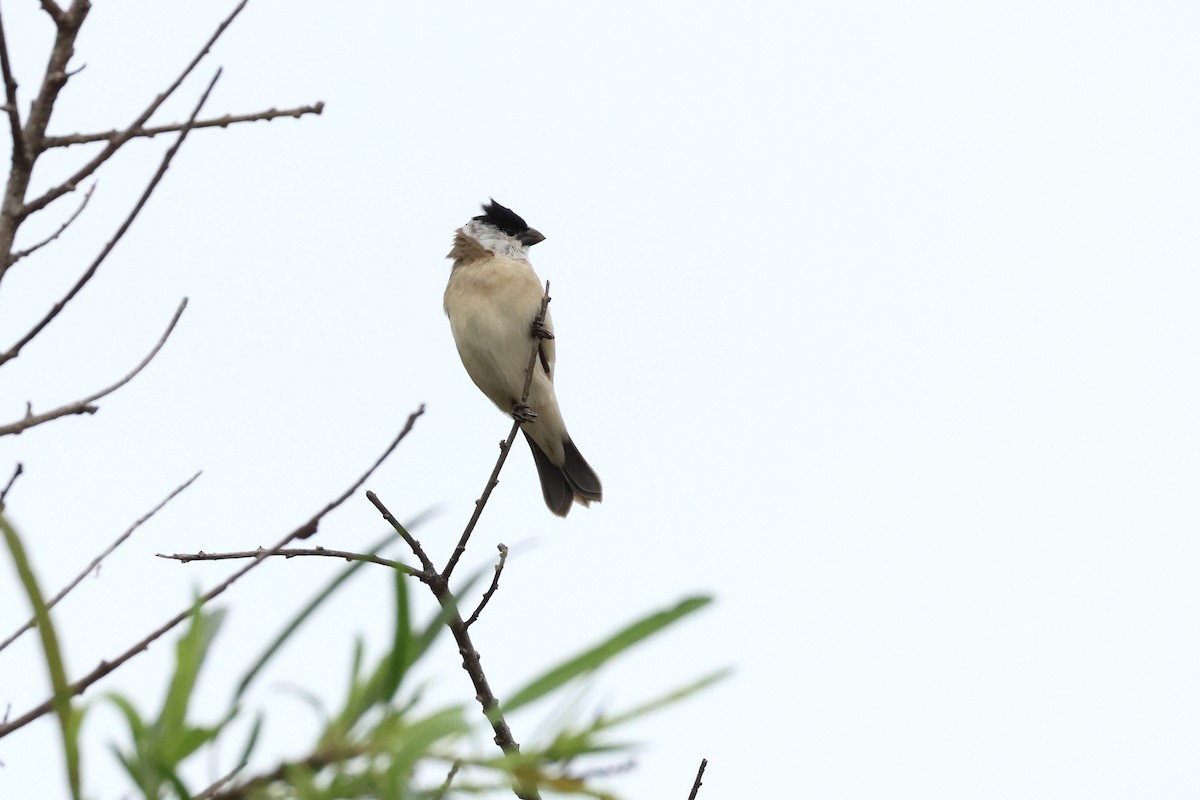 Pearly-bellied Seedeater - ML624706764