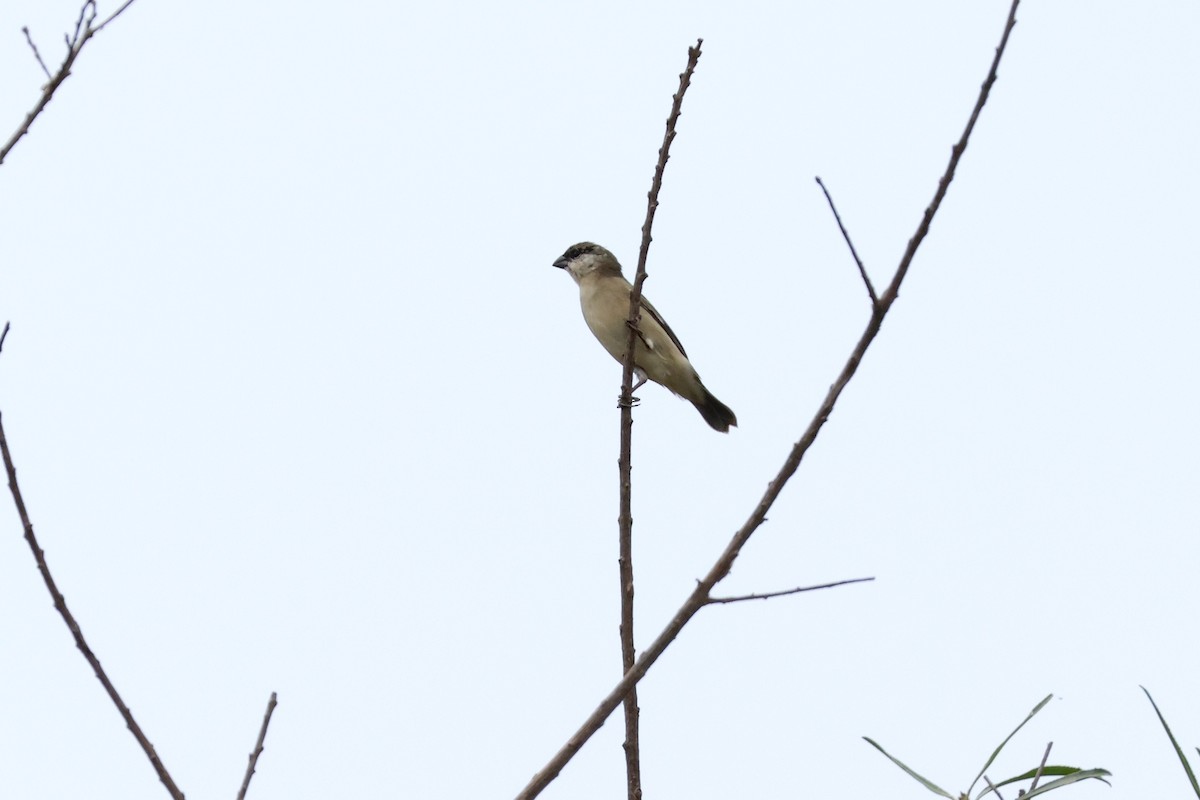 Pearly-bellied Seedeater - ML624706768