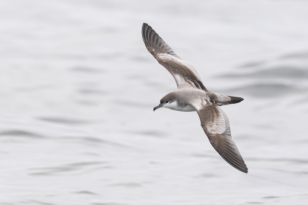 Buller's Shearwater - Ryan Sanderson