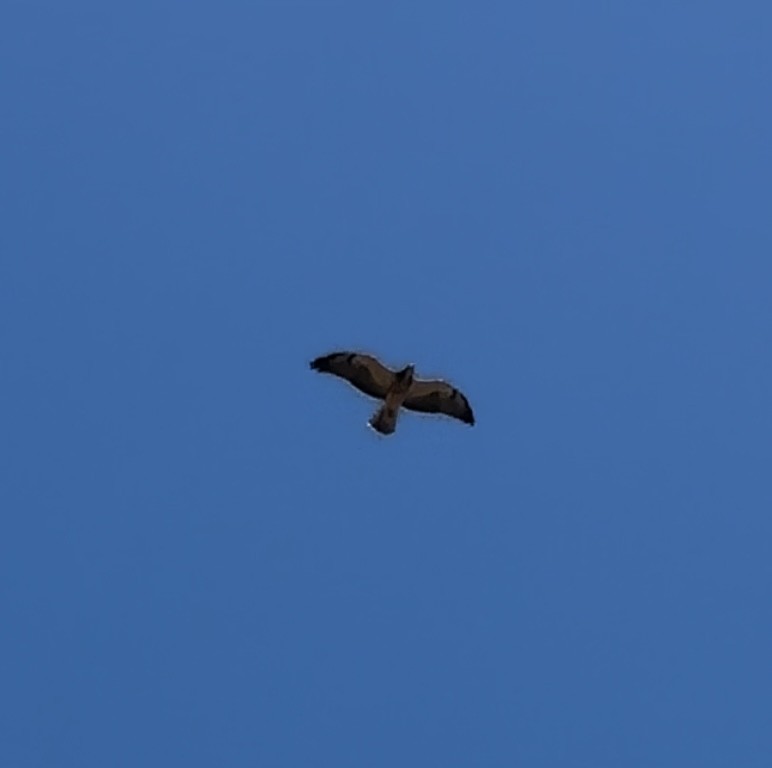 Swainson's Hawk - ML624707031