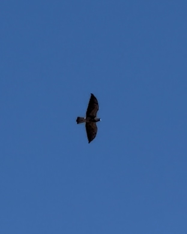 Swainson's Hawk - ML624707032