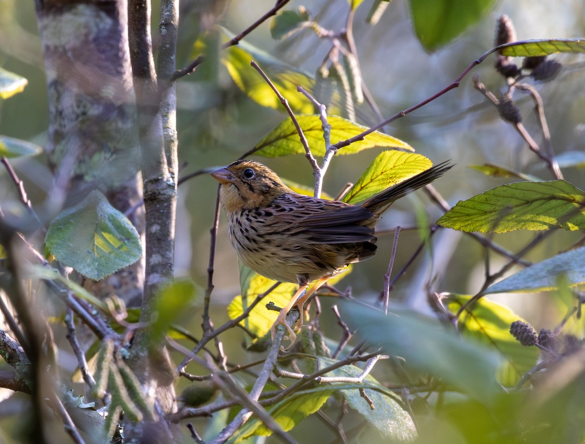 Henslow's Sparrow - ML624707094