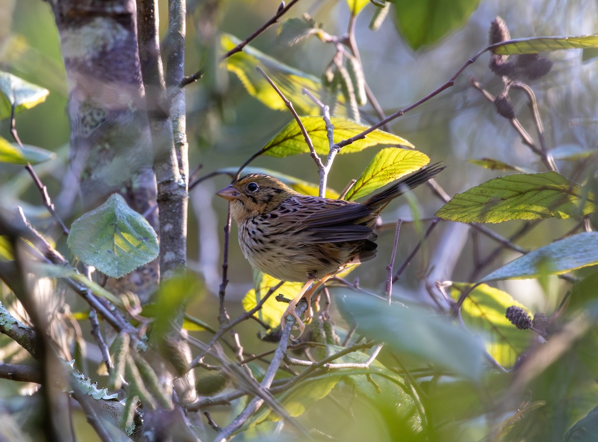 Henslow's Sparrow - ML624707099