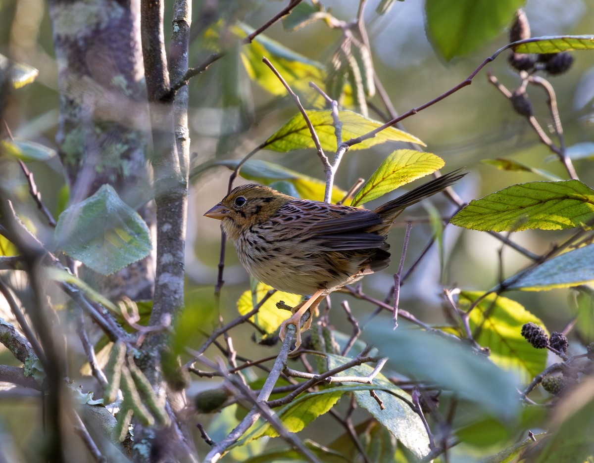 Henslow's Sparrow - ML624707101