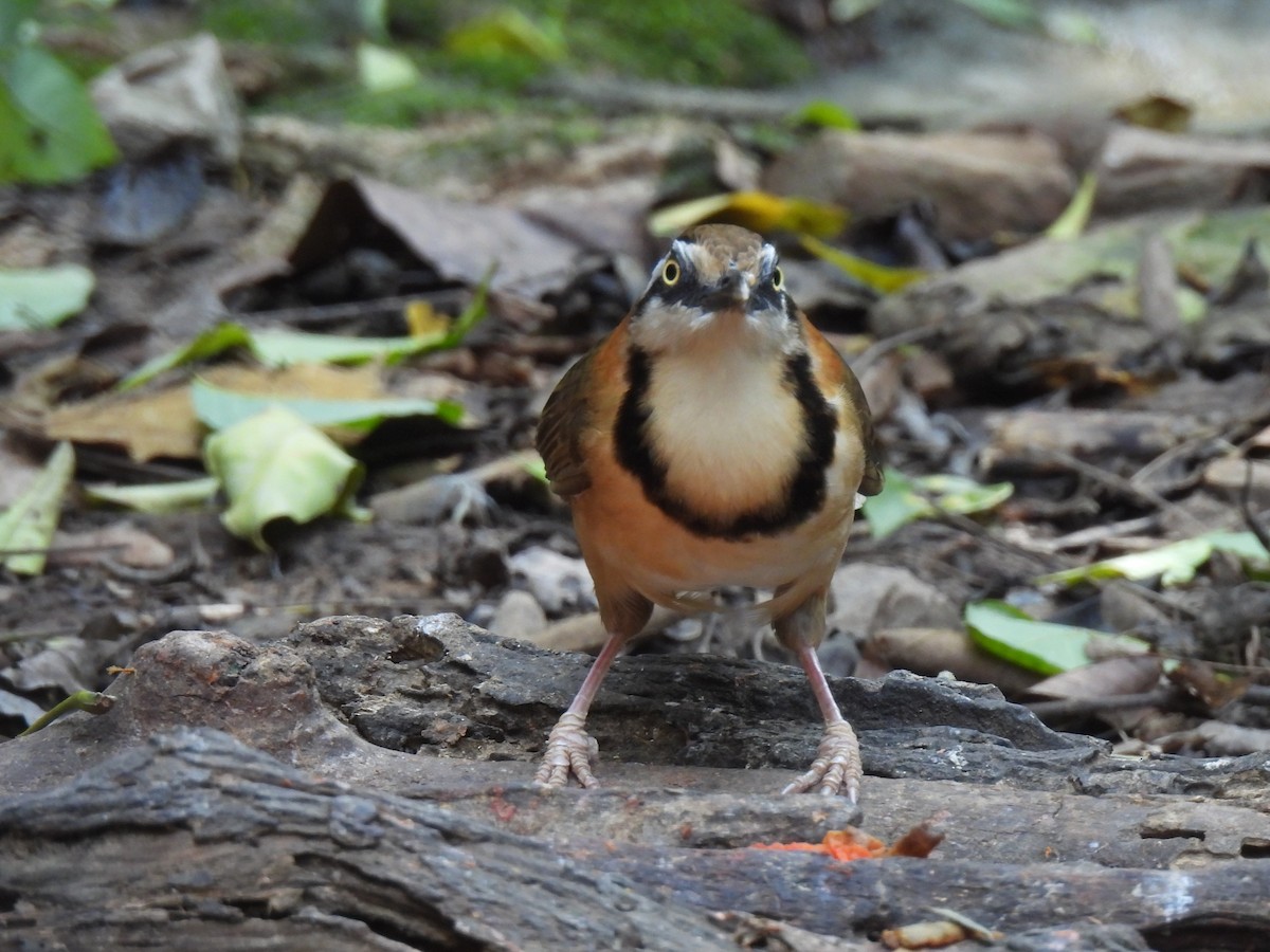 Lesser Necklaced Laughingthrush - Diane Bricmont