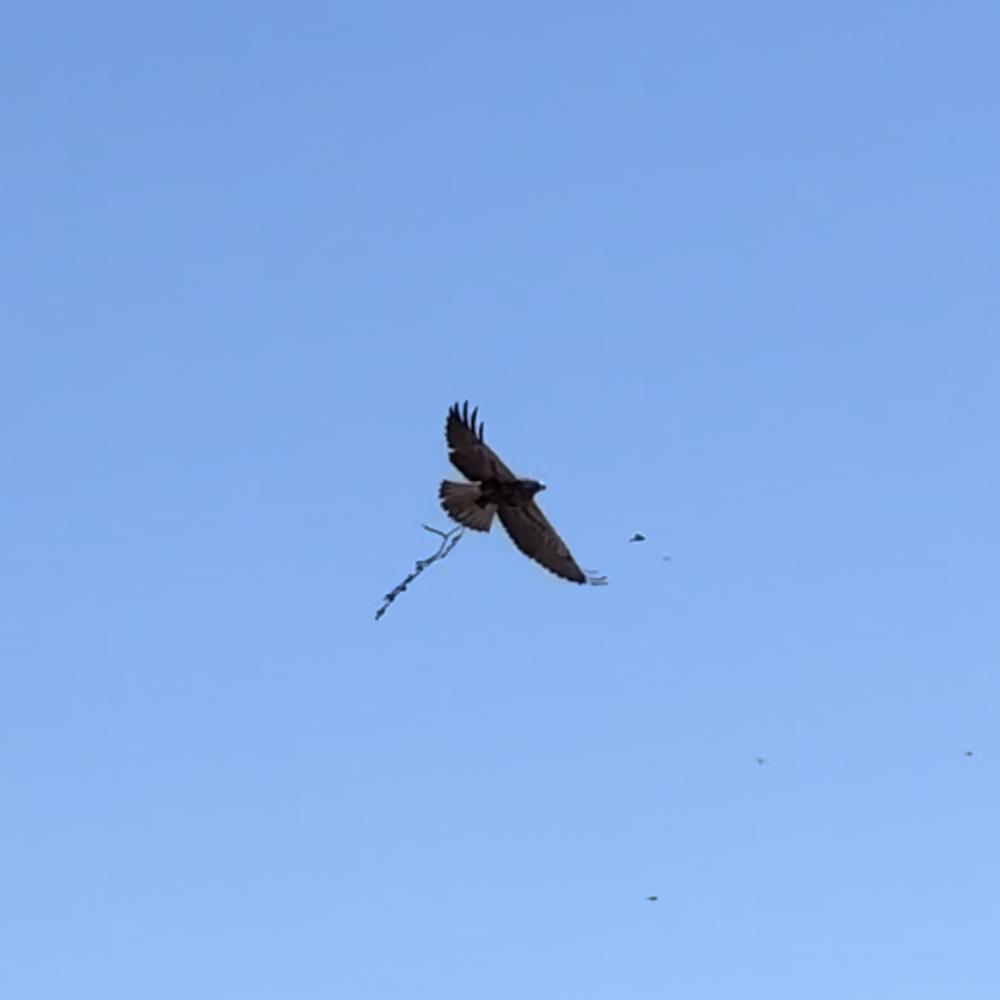 Swainson's Hawk - ML624707273