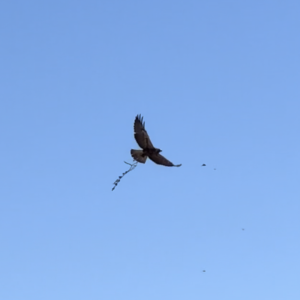 Swainson's Hawk - ML624707274