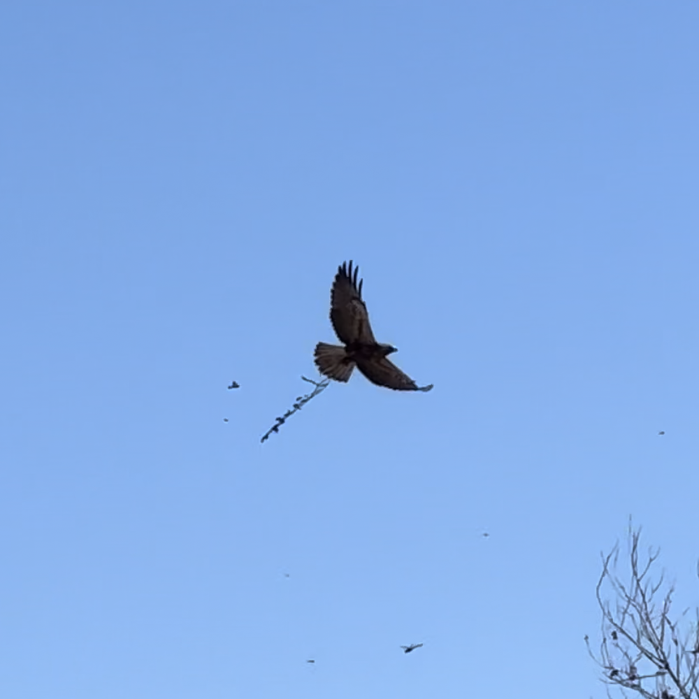 Swainson's Hawk - ML624707275