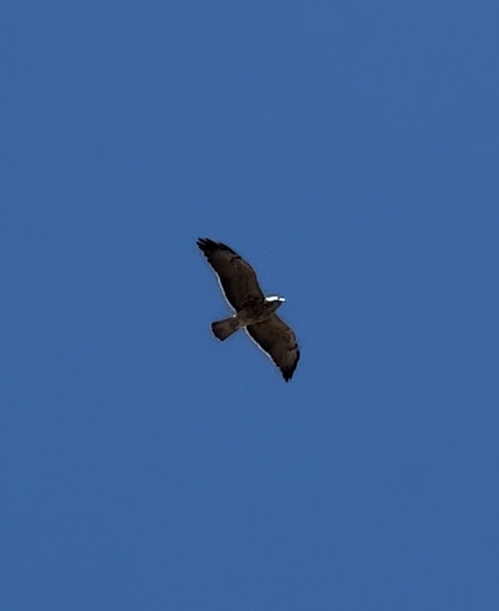 Red-tailed Hawk - ML624707280