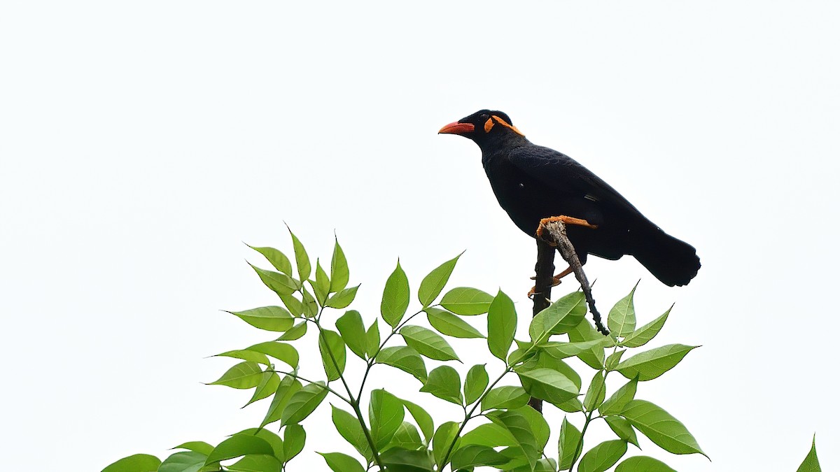 Common Hill Myna - ML624707284