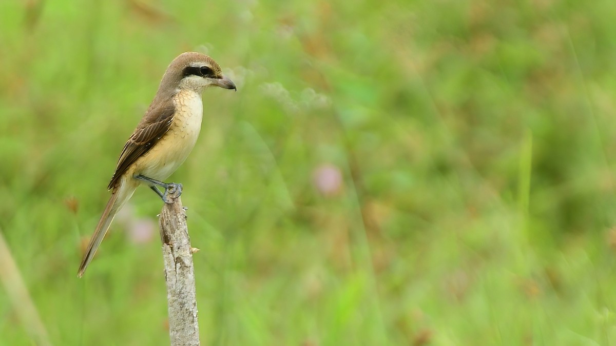 Ухаа дунхай - ML624707293