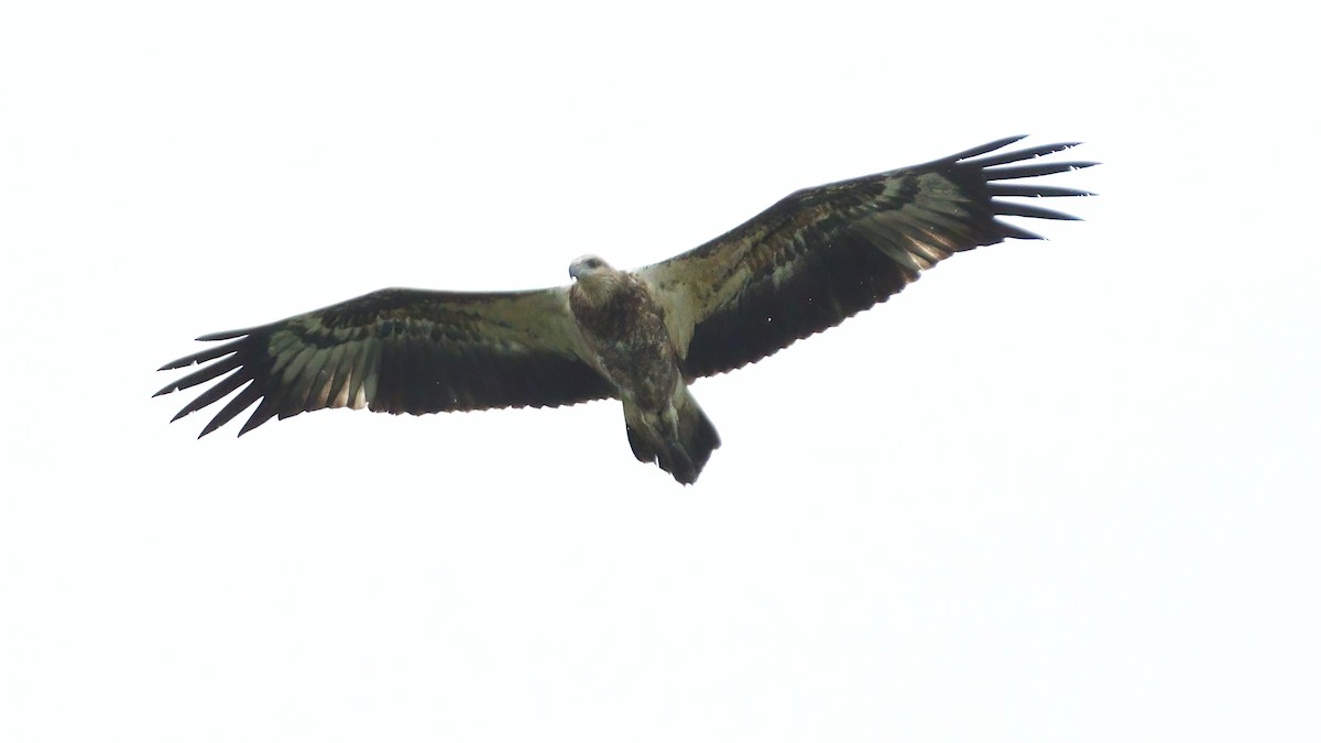 White-bellied Sea-Eagle - ML624707318