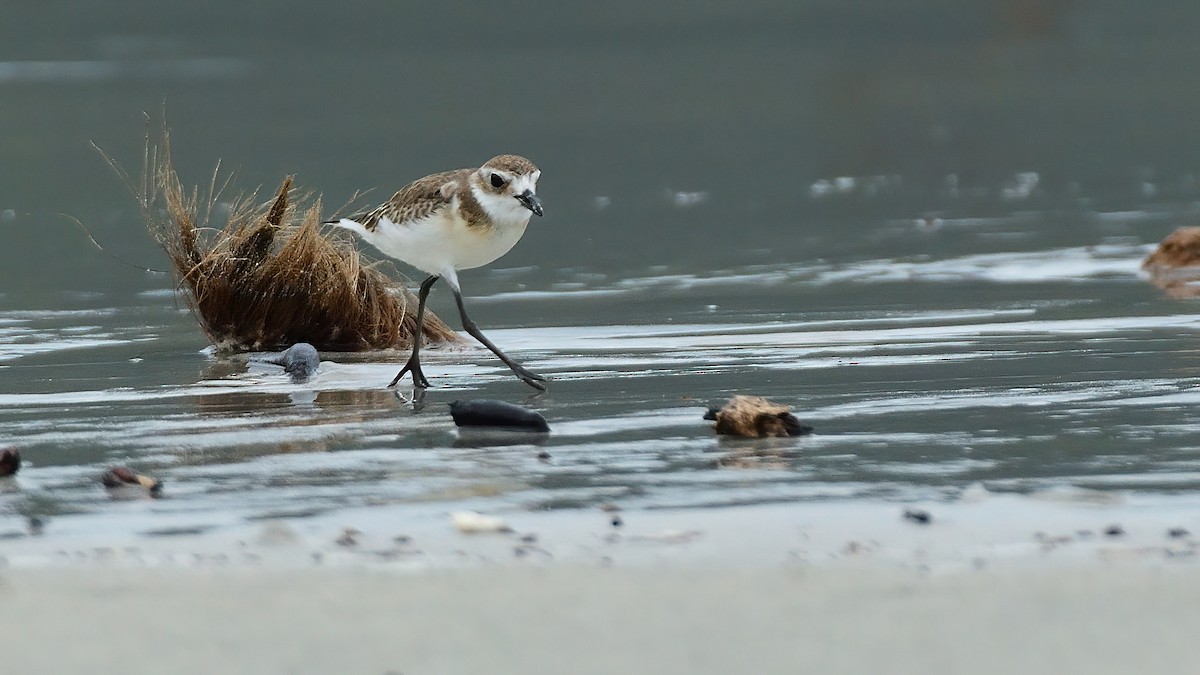 Төвд хиазат - ML624707399