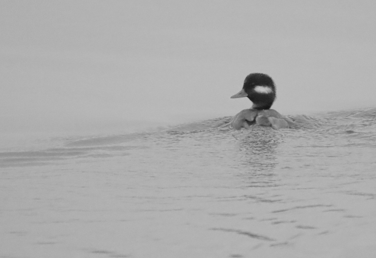 Bufflehead - Brandy Johnson