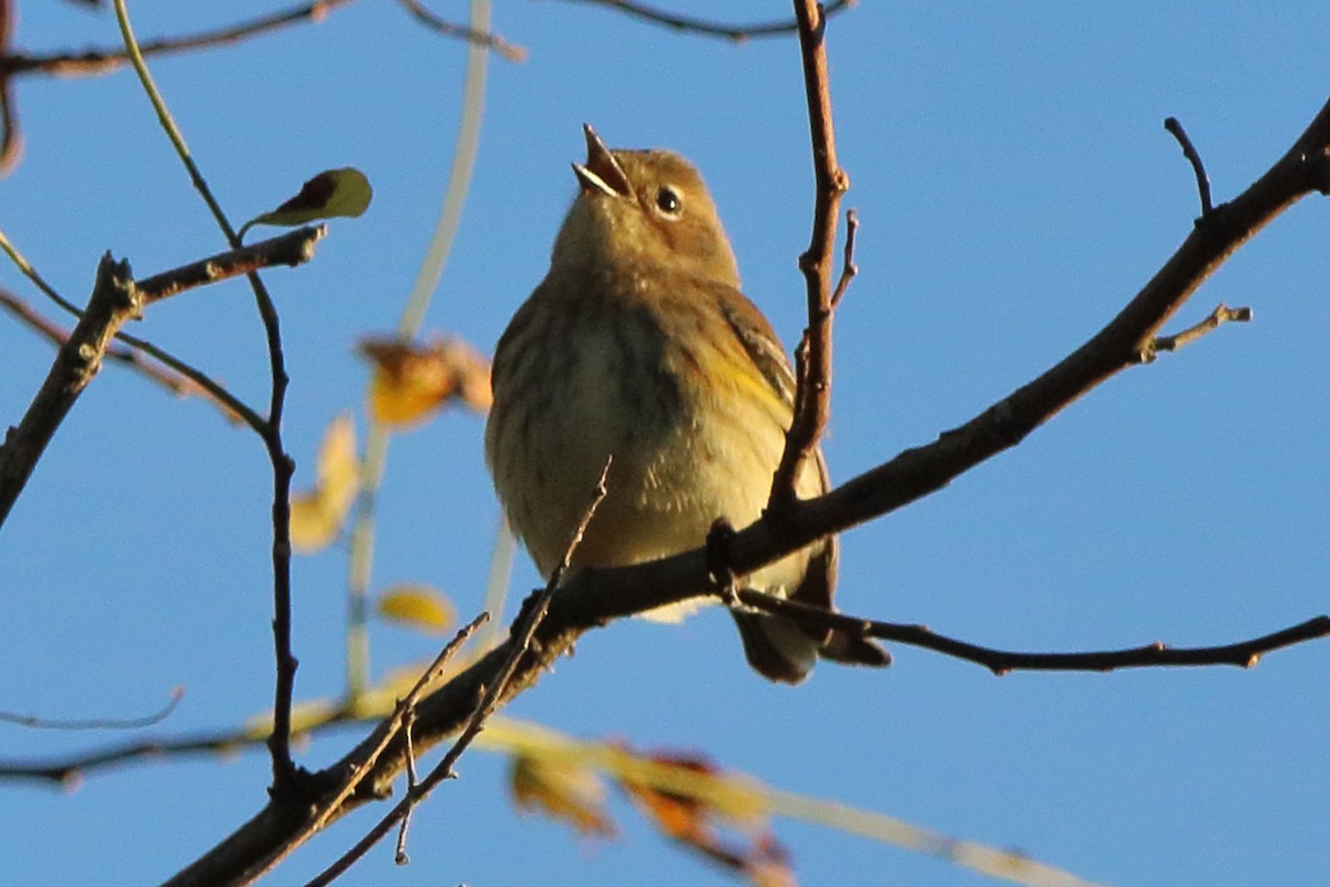 Yellow-rumped Warbler - Dave Brown