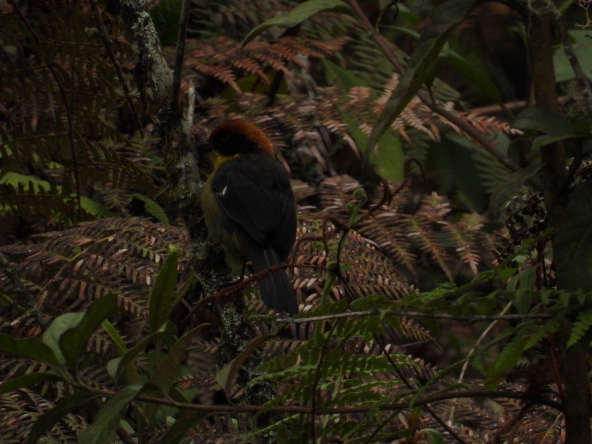 Yellow-breasted Brushfinch - ML624707580