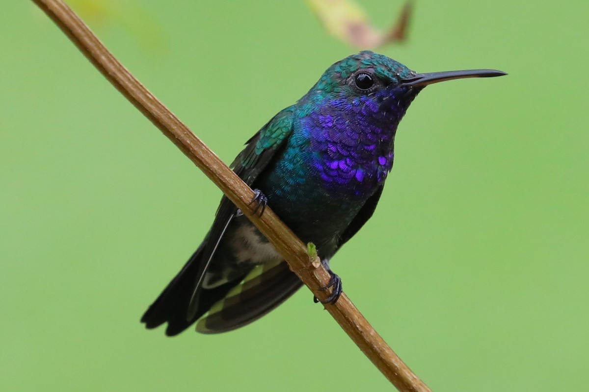 Sapphire-throated Hummingbird - ML624707779