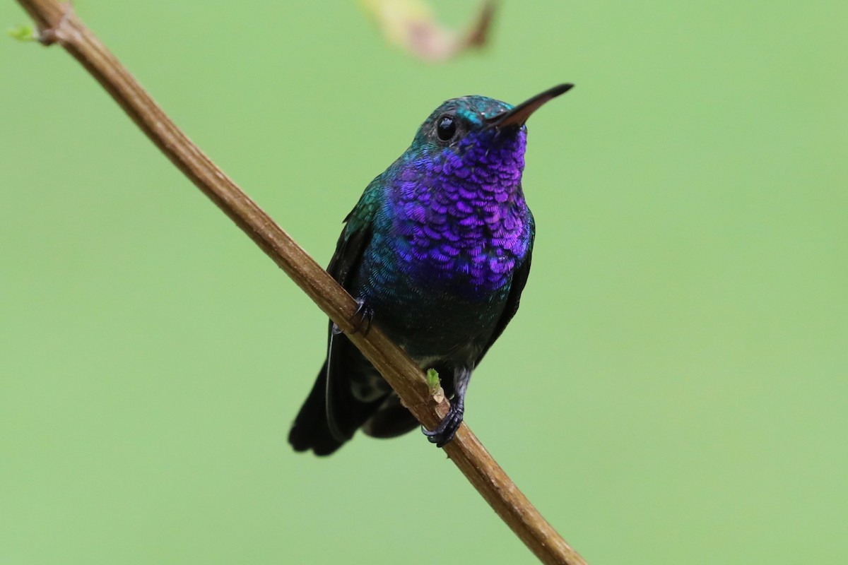 Sapphire-throated Hummingbird - ML624707780