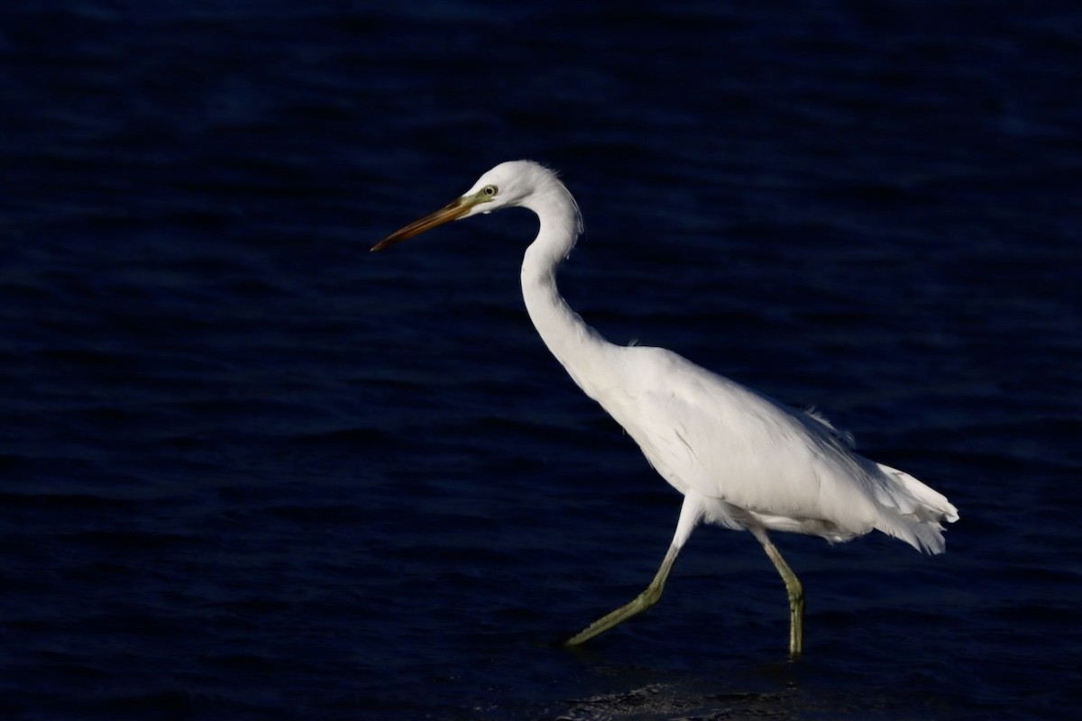 Chinese Egret - ML624707912