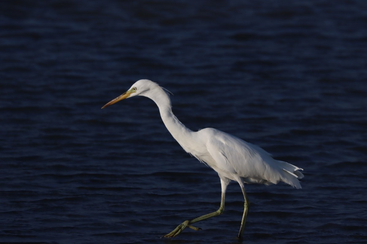 Chinese Egret - ML624707913