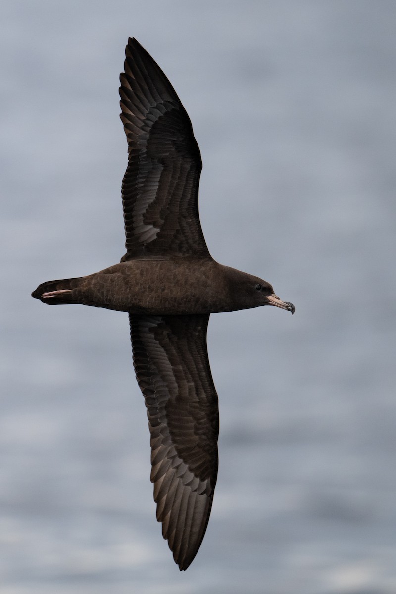 Flesh-footed Shearwater - H Nambiar