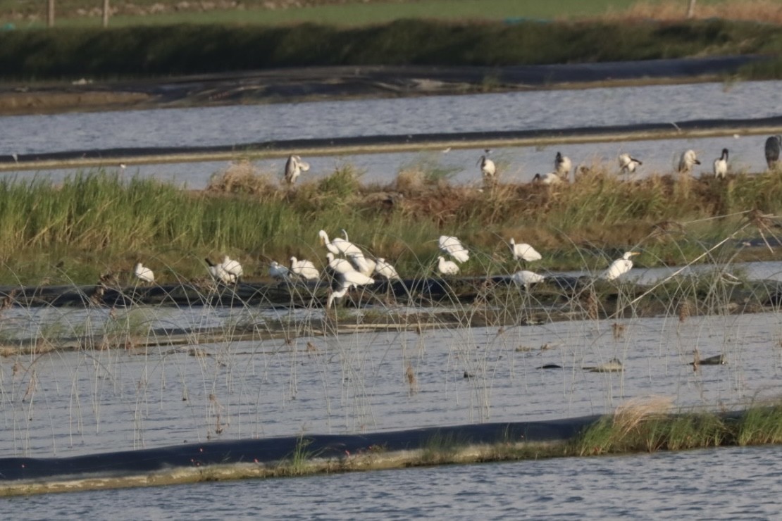 Black-faced Spoonbill - ML624707964