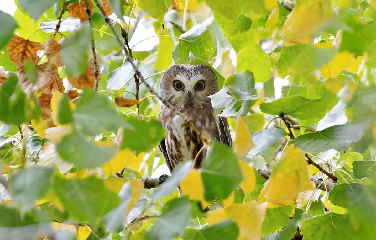 Northern Saw-whet Owl - Timo Mitzen