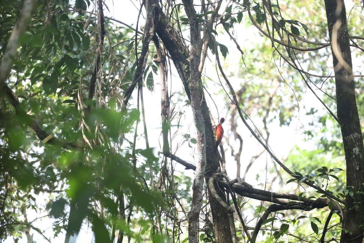 Yellow-faced Flameback - ML624708692