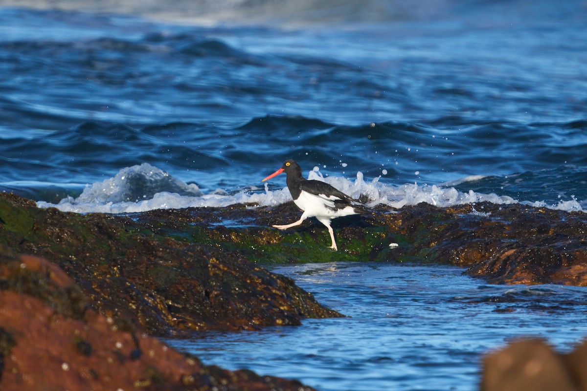 Magellanic Oystercatcher - ML624708809