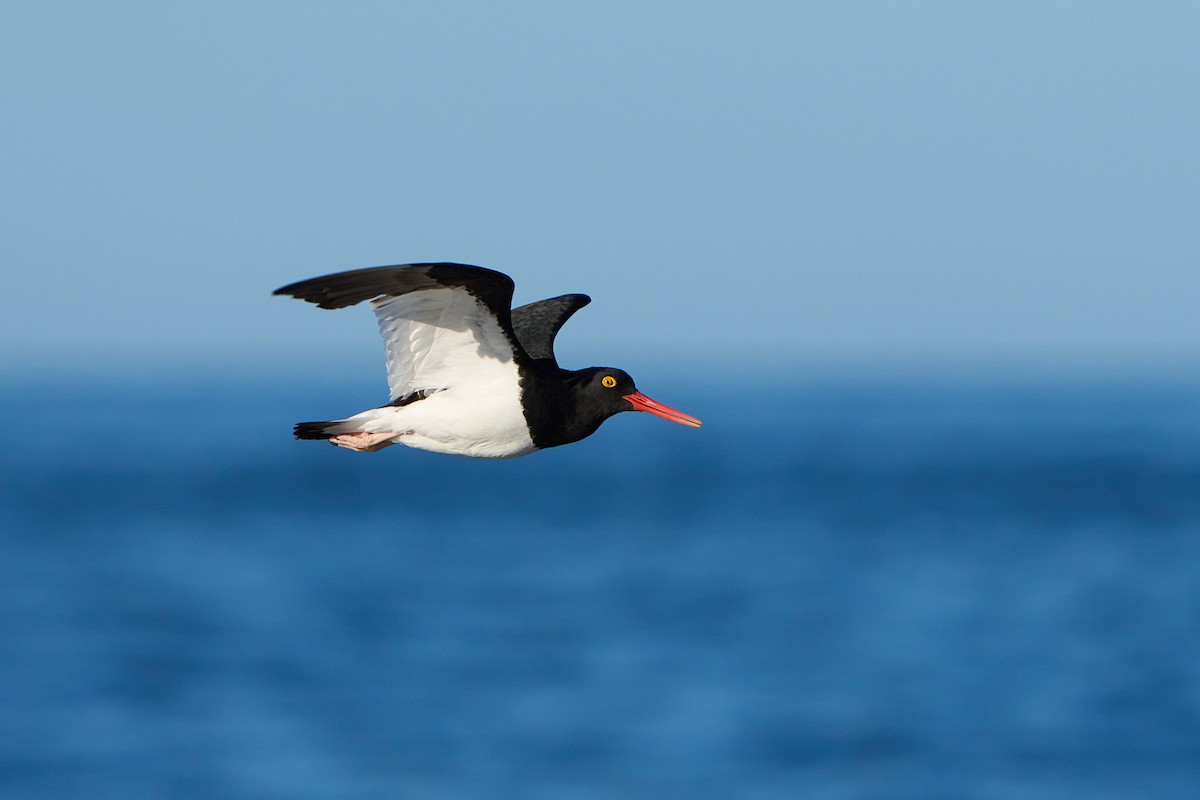 Magellanic Oystercatcher - ML624708811