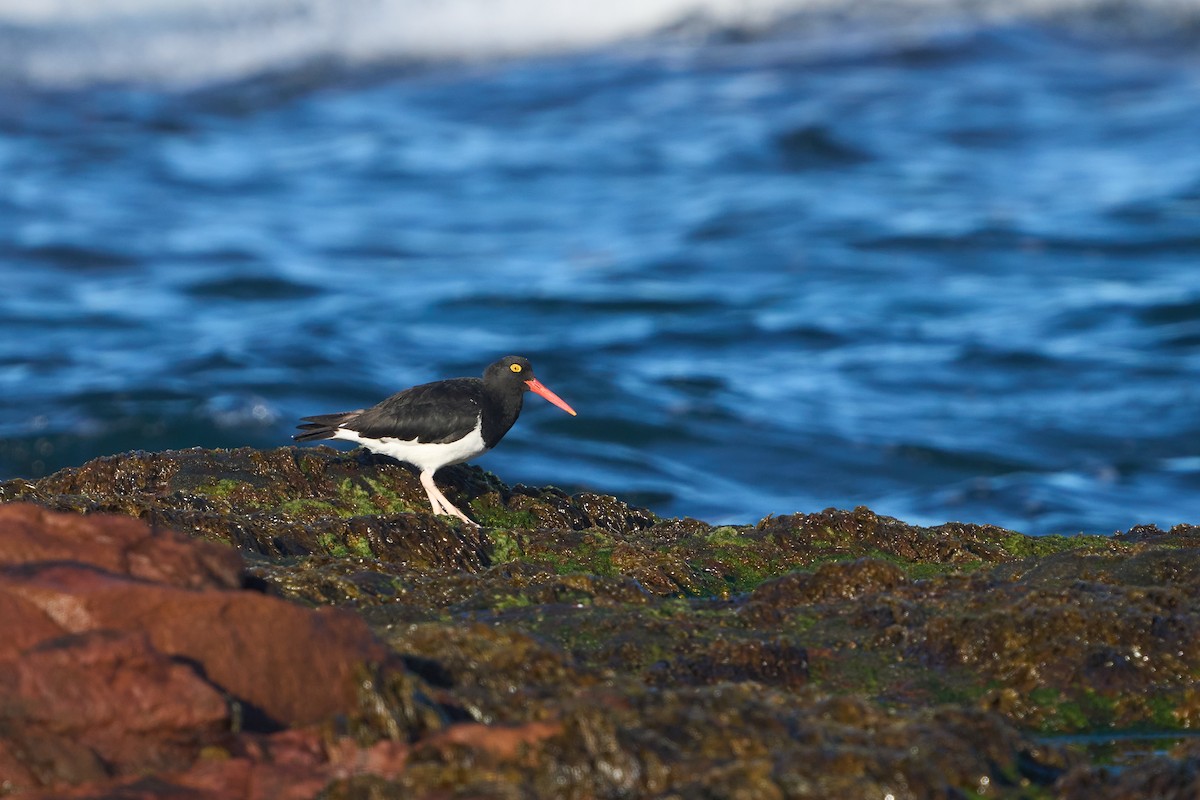 Magellanic Oystercatcher - ML624708812