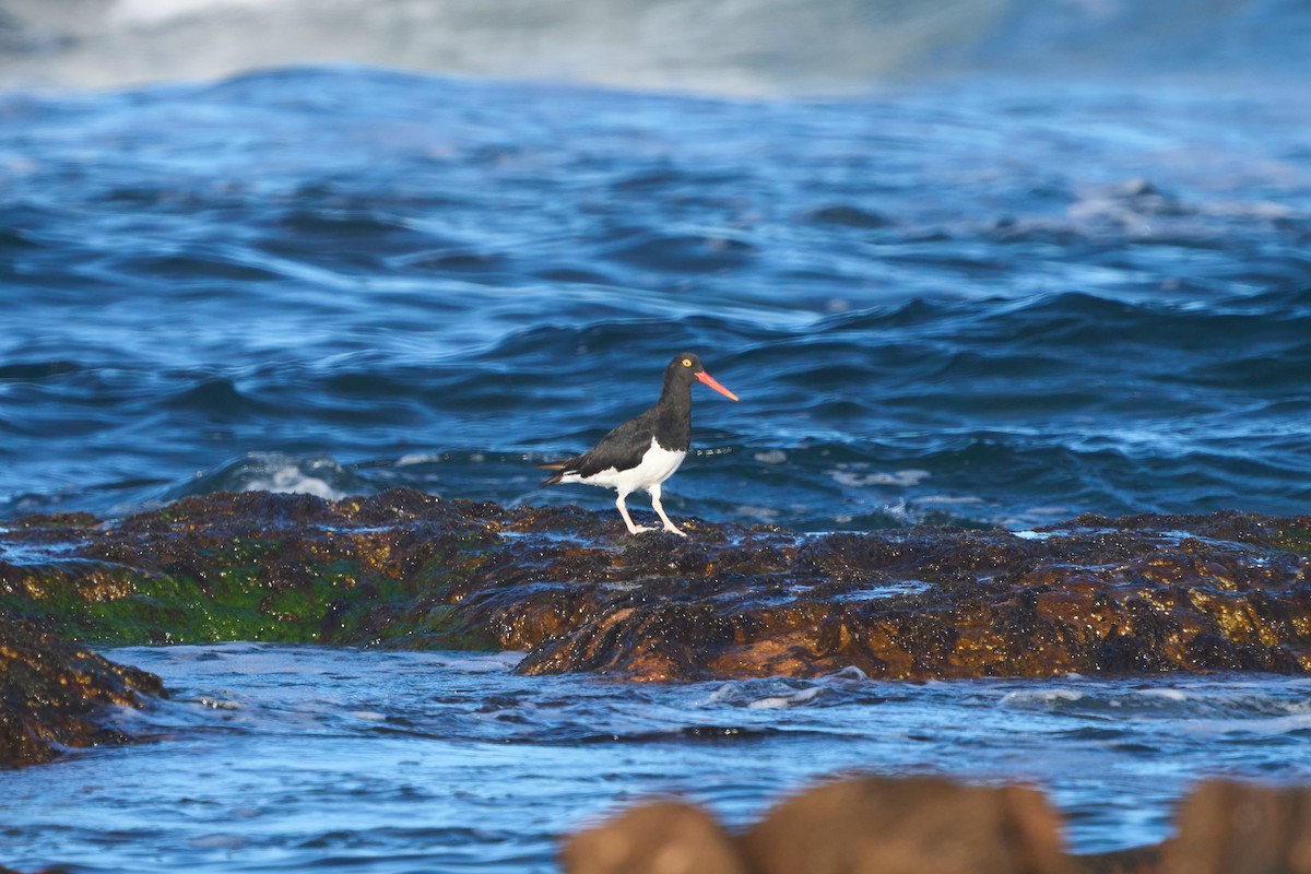 Magellanic Oystercatcher - ML624708813