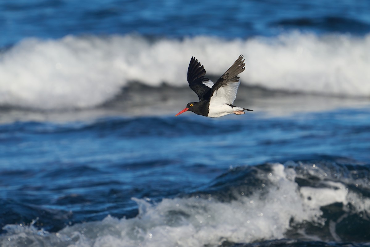 Magellanic Oystercatcher - ML624708814