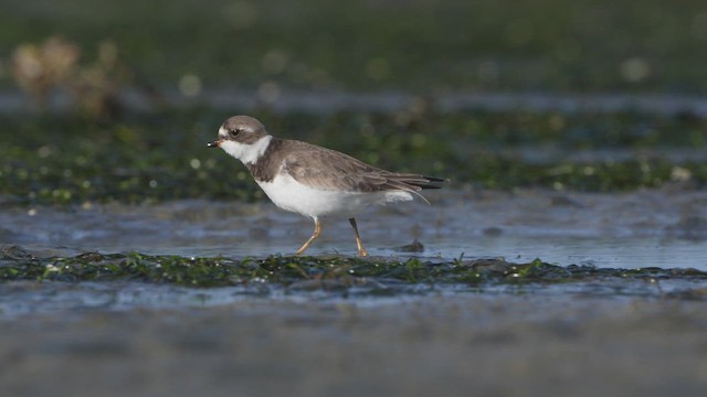 Semipalmated Plover - ML624708927