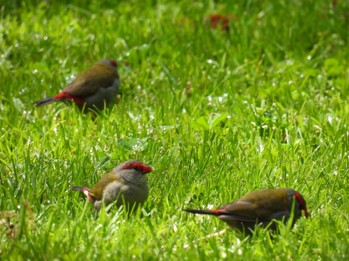 Red-browed Firetail - ML624709011