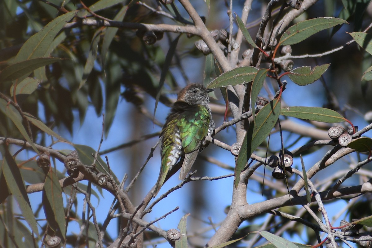 Shining Bronze-Cuckoo - ML624709035