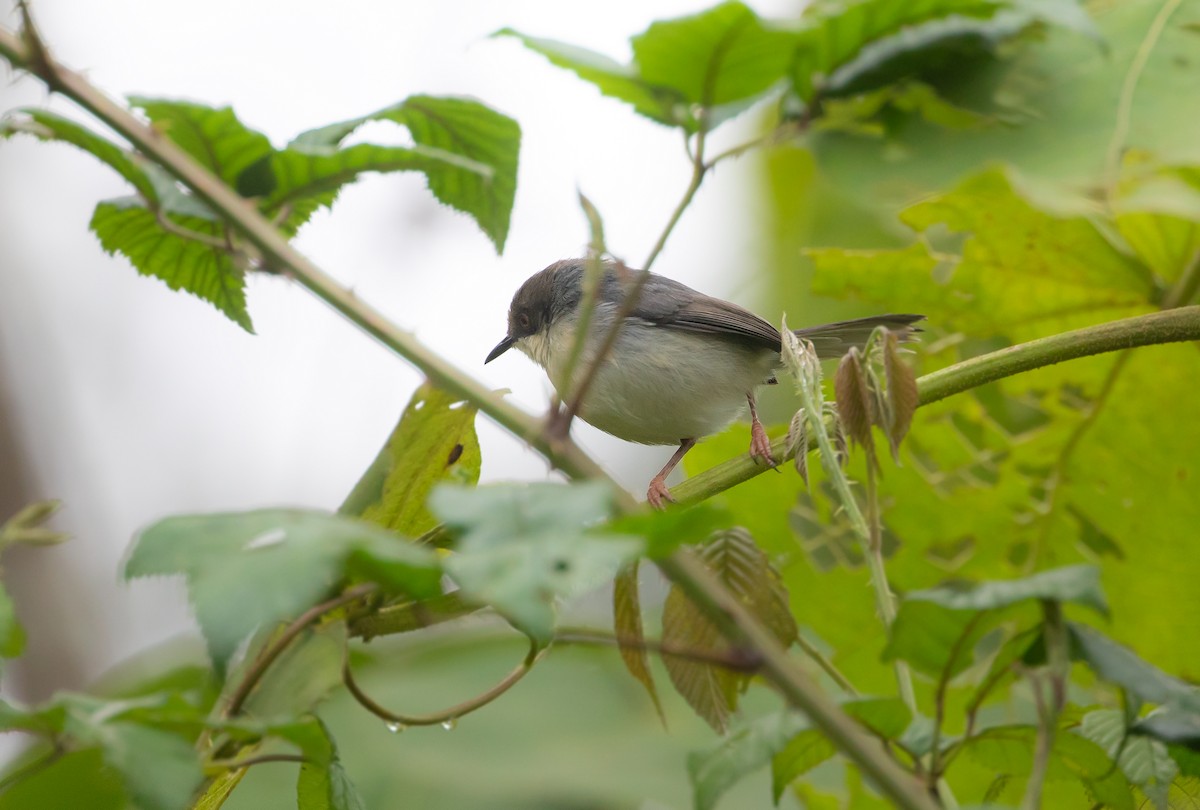 Gray Apalis - ML624709144