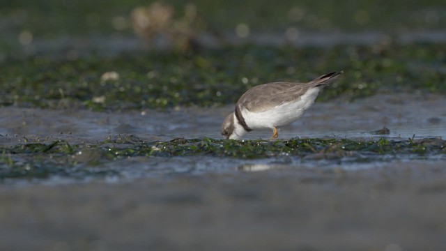 Semipalmated Plover - ML624709362