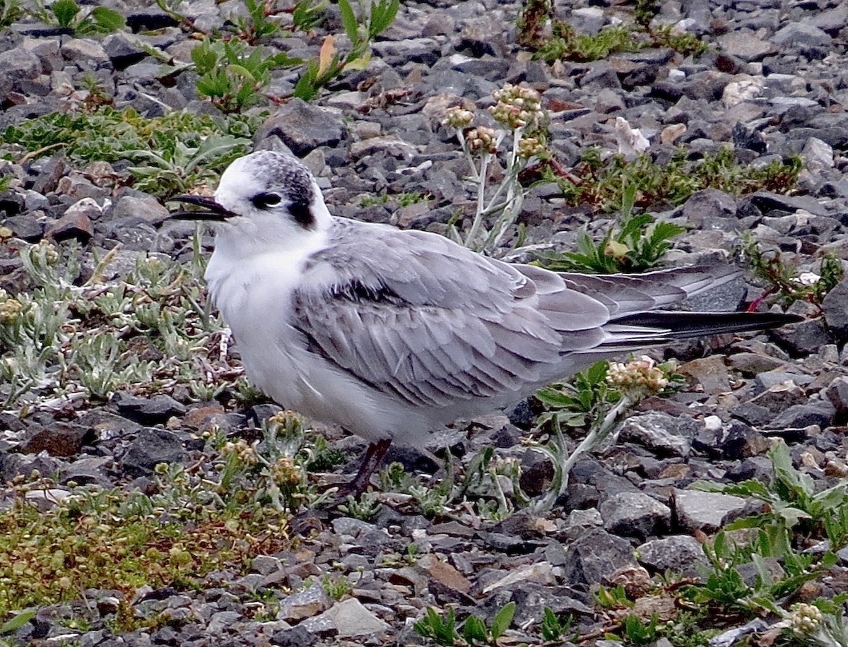 White-winged Tern - ML624709406