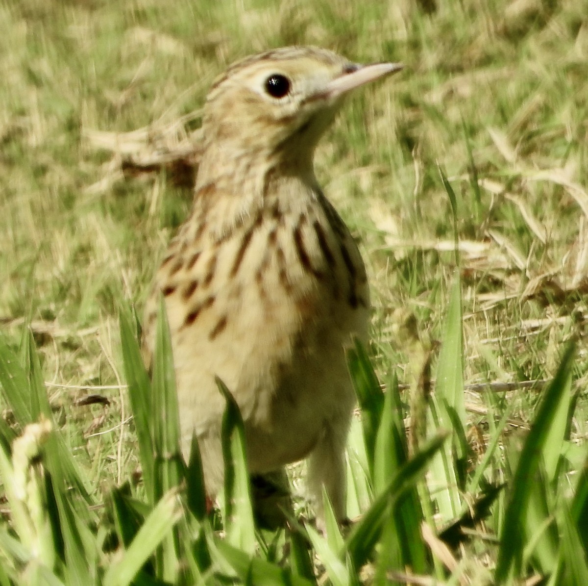 Sprague's Pipit - ML624709474