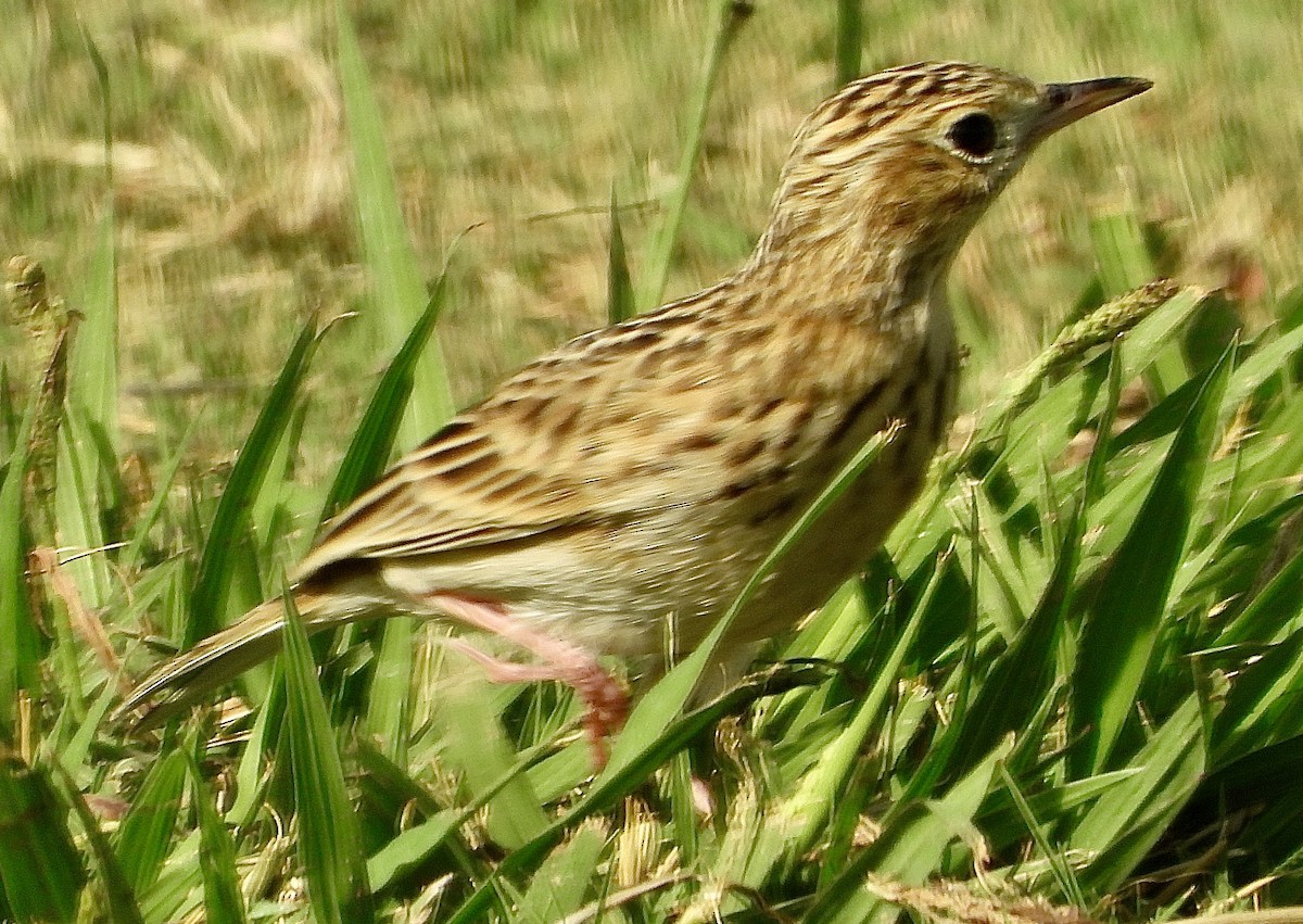Sprague's Pipit - ML624709475