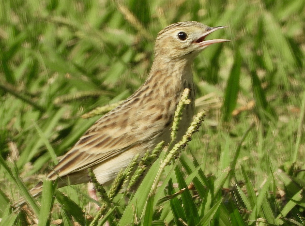 Sprague's Pipit - ML624709477