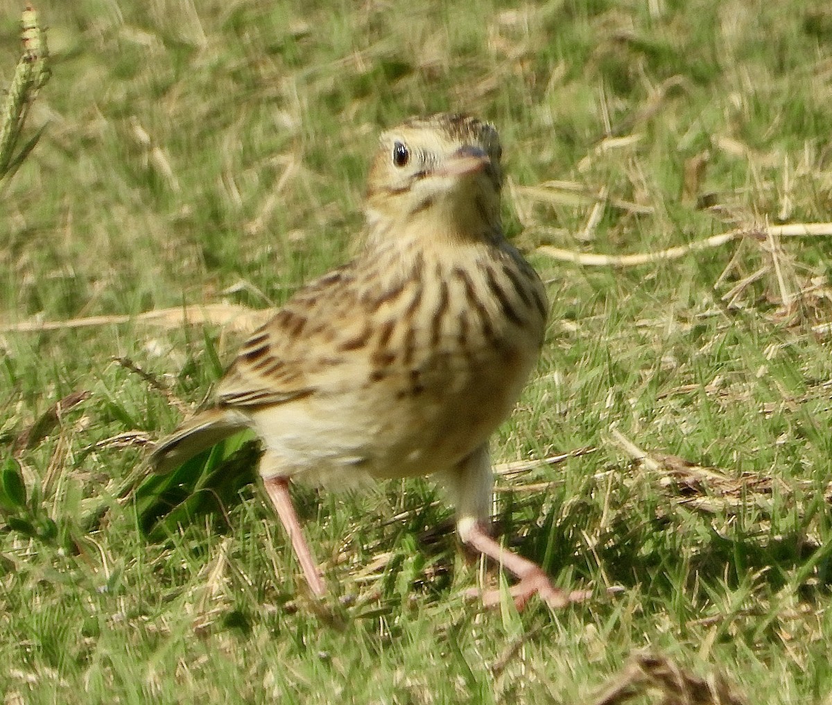 Sprague's Pipit - ML624709478
