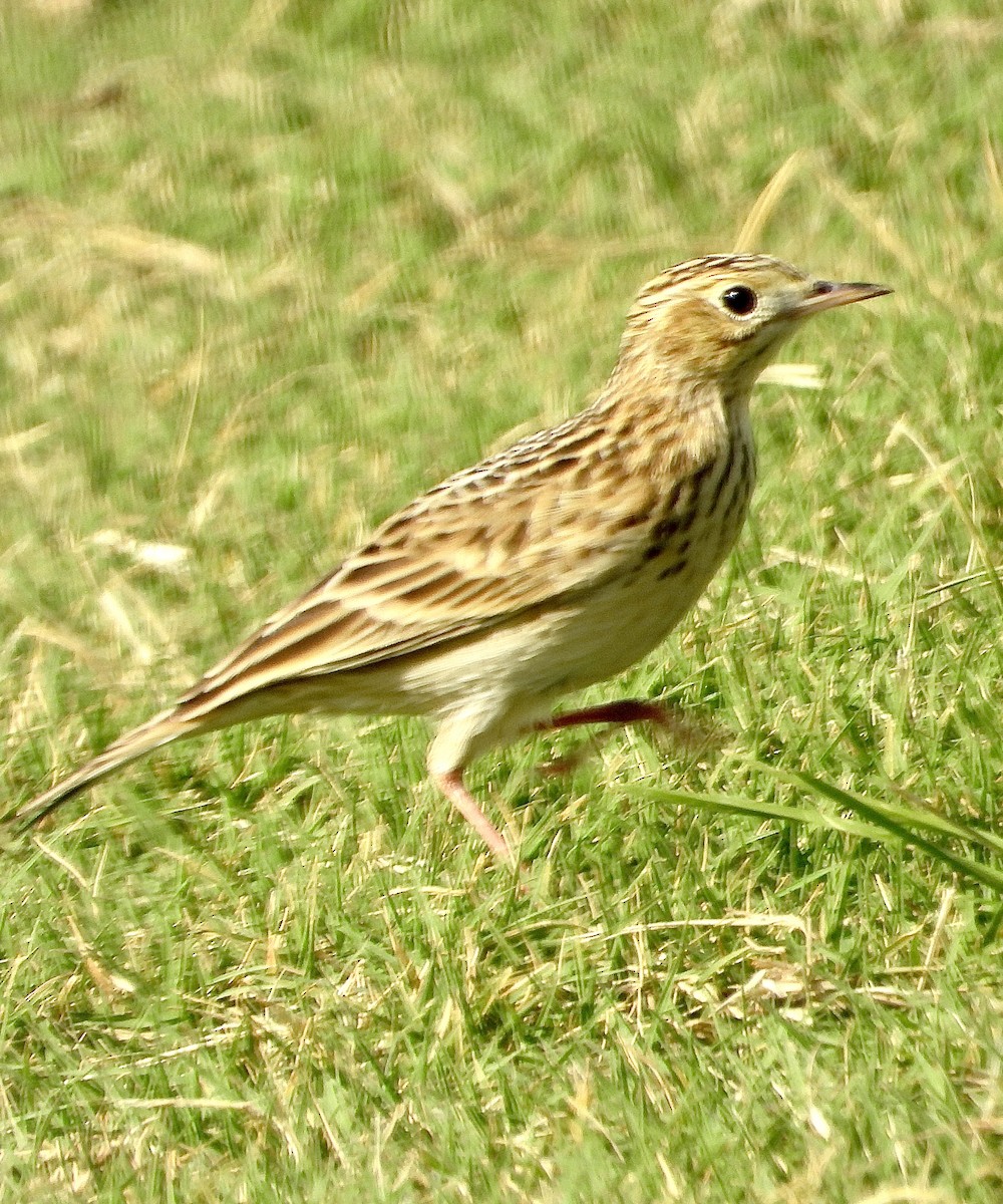 Sprague's Pipit - ML624709480