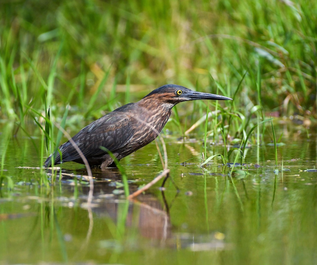 Green Heron - ML624709501